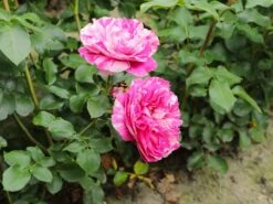 Edelrose 'Colibri ® Farbfestival' ® 11 Edelrose 'Colibri ® Farbfestival' ® -Edelrosen Geschaft edelrose colibri farbfestival m056212 w 5