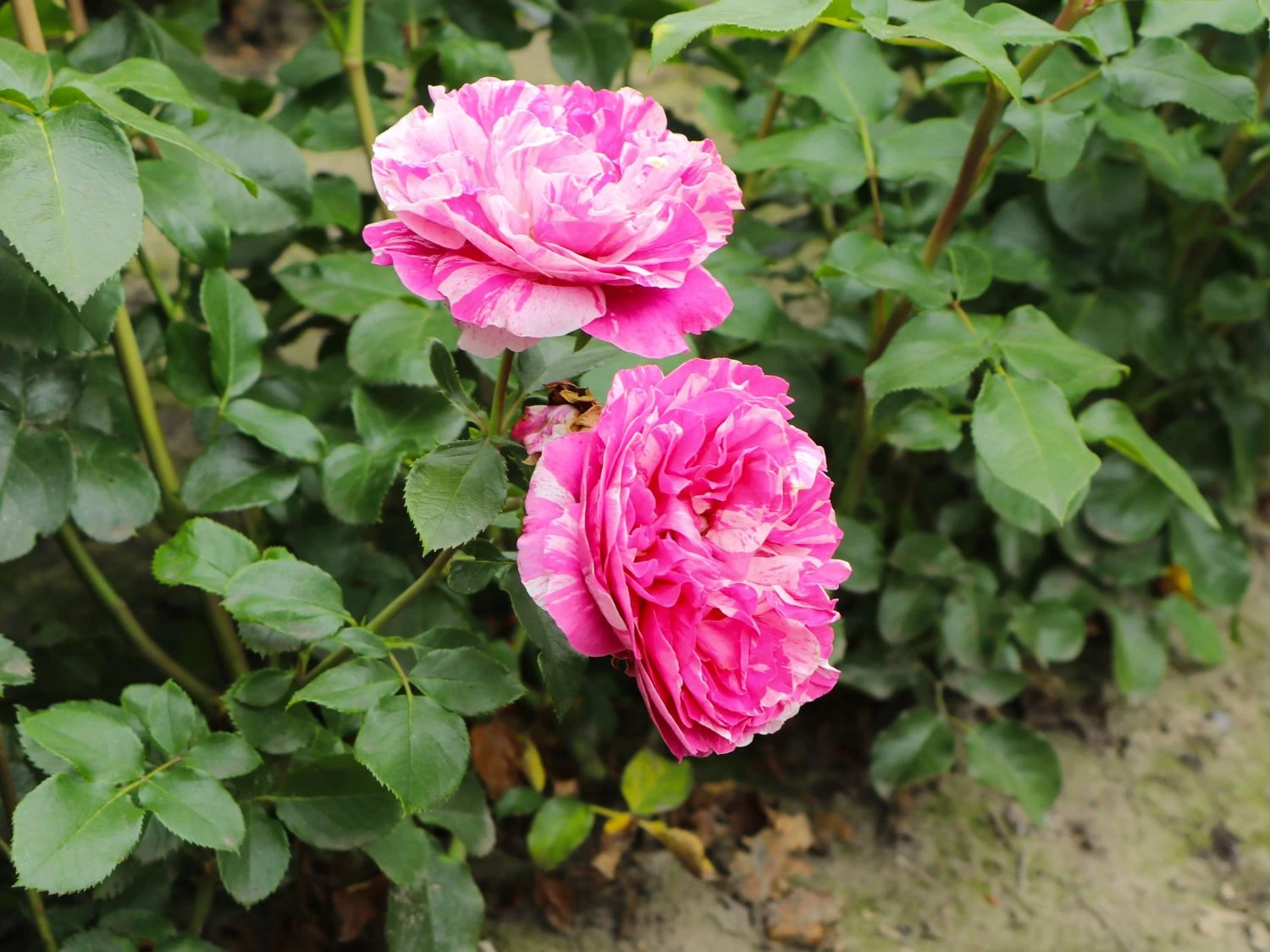 Edelrose 'Colibri ® Farbfestival' ® 5 Edelrose 'Colibri ® Farbfestival' ® – Bild 5