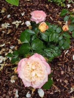 Edelrose 'Concorde' ® -Edelrosen Geschaft edelrose concorde m113593 193676 0