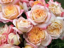 Edelrose 'Concorde' ®