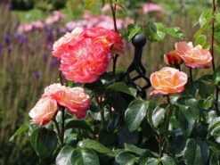Edelrose 'Concorde' ® -Edelrosen Geschaft edelrose concorde m113593 w 1