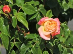 Edelrose 'Concorde' ® -Edelrosen Geschaft edelrose concorde m113593 w 10