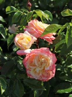 Edelrose 'Concorde' ® -Edelrosen Geschaft edelrose concorde m113593 w 2