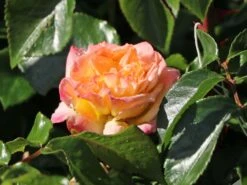 Edelrose 'Concorde' ® -Edelrosen Geschaft edelrose concorde m113593 w 3