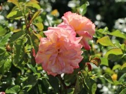 Edelrose 'Concorde' ® -Edelrosen Geschaft edelrose concorde m113593 w 4