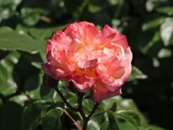 Edelrose 'Concorde' ® -Edelrosen Geschaft edelrose concorde m113593 w 5
