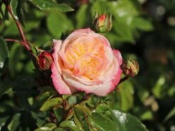 Edelrose 'Concorde' ® -Edelrosen Geschaft edelrose concorde m113593 w 6