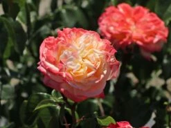 Edelrose 'Concorde' ® -Edelrosen Geschaft edelrose concorde m113593 w 8