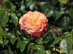 Edelrose 'Concorde' ® -Edelrosen Geschaft edelrose concorde m113593 w 9