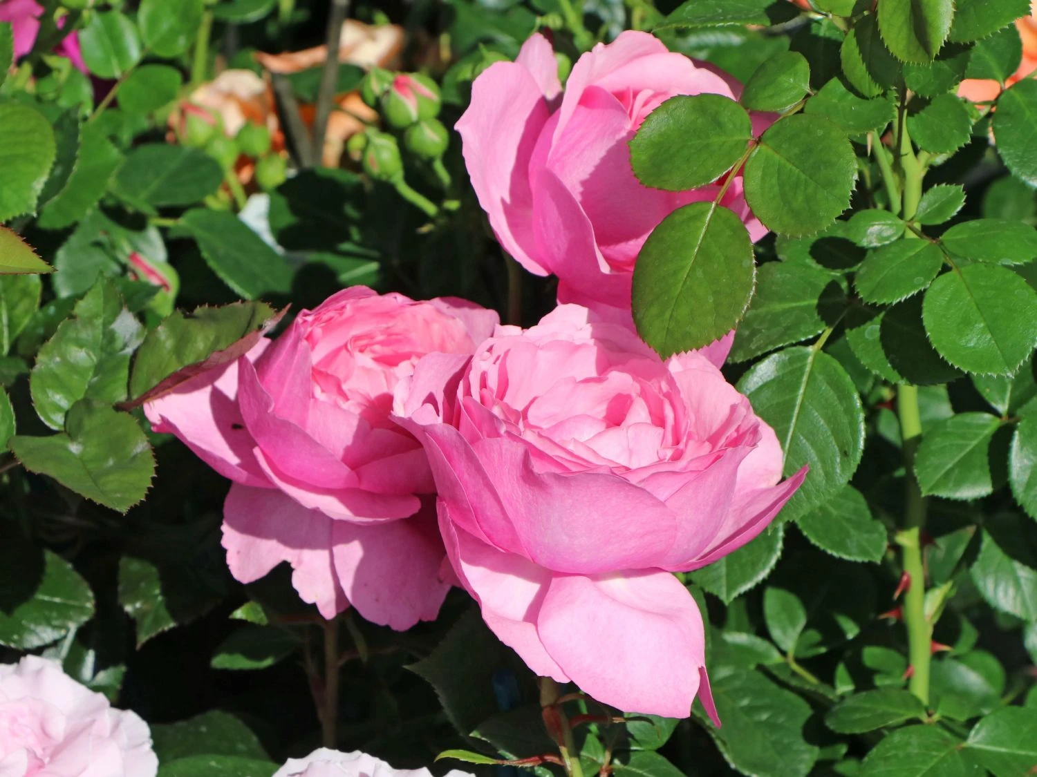 Edelrose 'Desirée' ® 5 Edelrose 'Desirée' ® – Bild 5