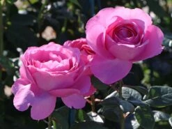 Edelrose 'Desirée' ® 13 Edelrose 'Desirée' ® -Edelrosen Geschaft edelrose desire m113612 w 1