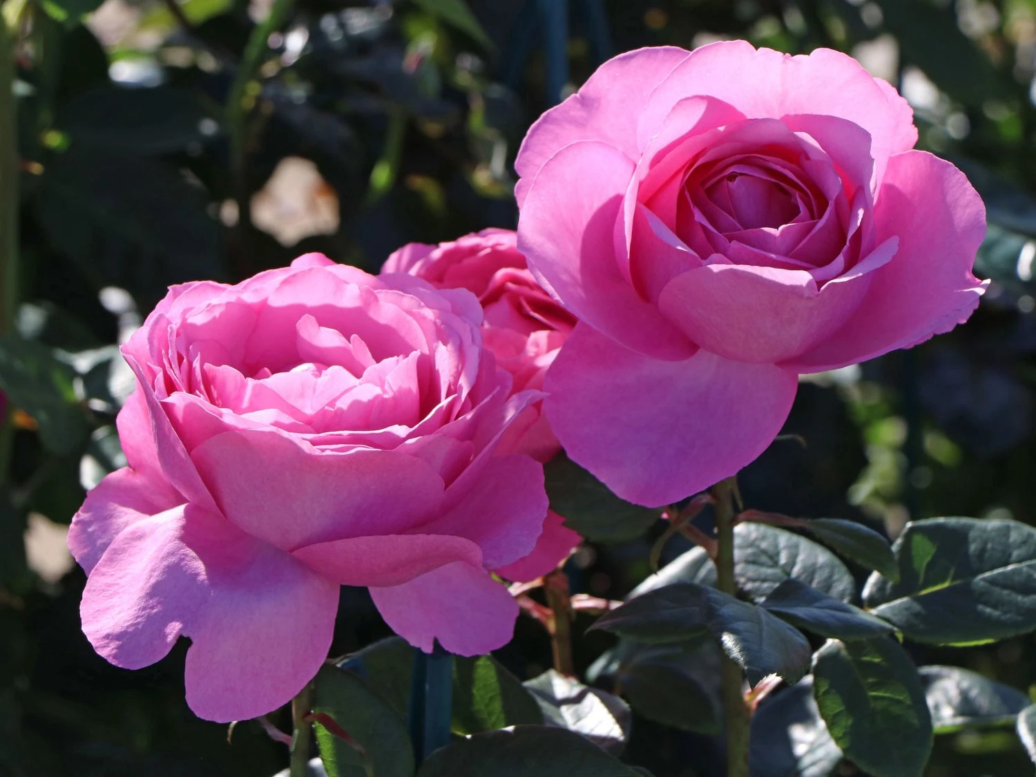 Edelrose 'Desirée' ® 3 Edelrose 'Desirée' ® – Bild 3