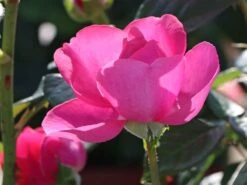 Edelrose 'Desirée' ® 18 Edelrose 'Desirée' ® -Edelrosen Geschaft edelrose desire m113612 w 2