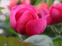 Edelrose 'Desirée' ® 21 Edelrose 'Desirée' ® -Edelrosen Geschaft edelrose desire m113612 w 5