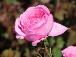 Edelrose 'Desirée' ® 20 Edelrose 'Desirée' ® -Edelrosen Geschaft edelrose desire m113612 w 6