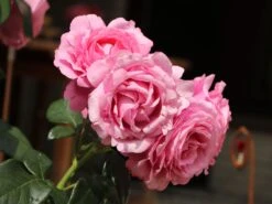 Edelrose 'Desirée' ® 19 Edelrose 'Desirée' ® -Edelrosen Geschaft edelrose desire m113612 w 9