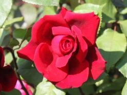 Edelrose 'Duftfestival' ® -Edelrosen Geschaft edelrose duftfestival m002952 w 0