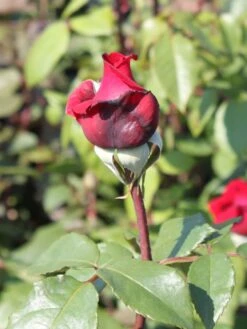 Edelrose 'Duftfestival' ® -Edelrosen Geschaft edelrose duftfestival m002952 w 1