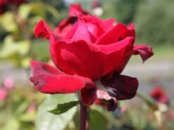 Edelrose 'Duftfestival' ® -Edelrosen Geschaft edelrose duftfestival m002952 w 2