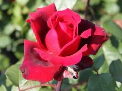 Edelrose 'Duftfestival' ® -Edelrosen Geschaft edelrose duftfestival m002952 w 3