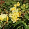 Edelrose 'Duftgold' ®
