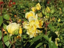 Edelrose 'Duftgold' ®