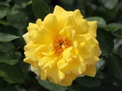 Edelrose 'Duftgold' ® 16 Edelrose 'Duftgold' ® -Edelrosen Geschaft edelrose duftgold m005884 w 0 1