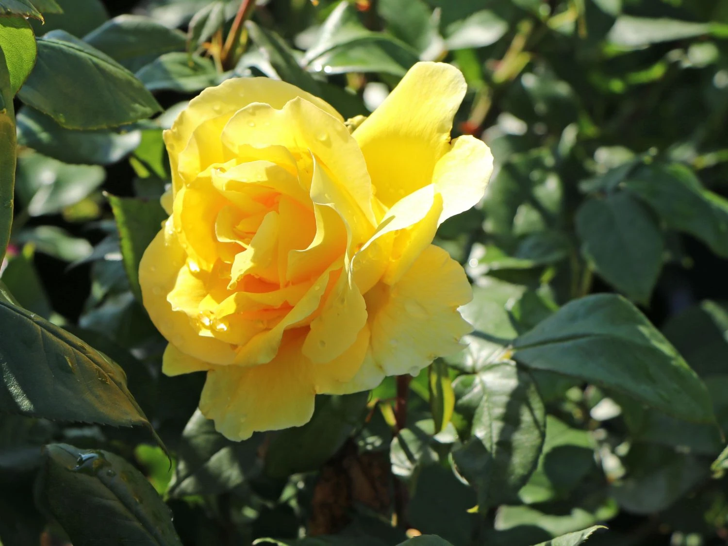 Edelrose 'Duftgold' ® 4 Edelrose 'Duftgold' ® – Bild 4