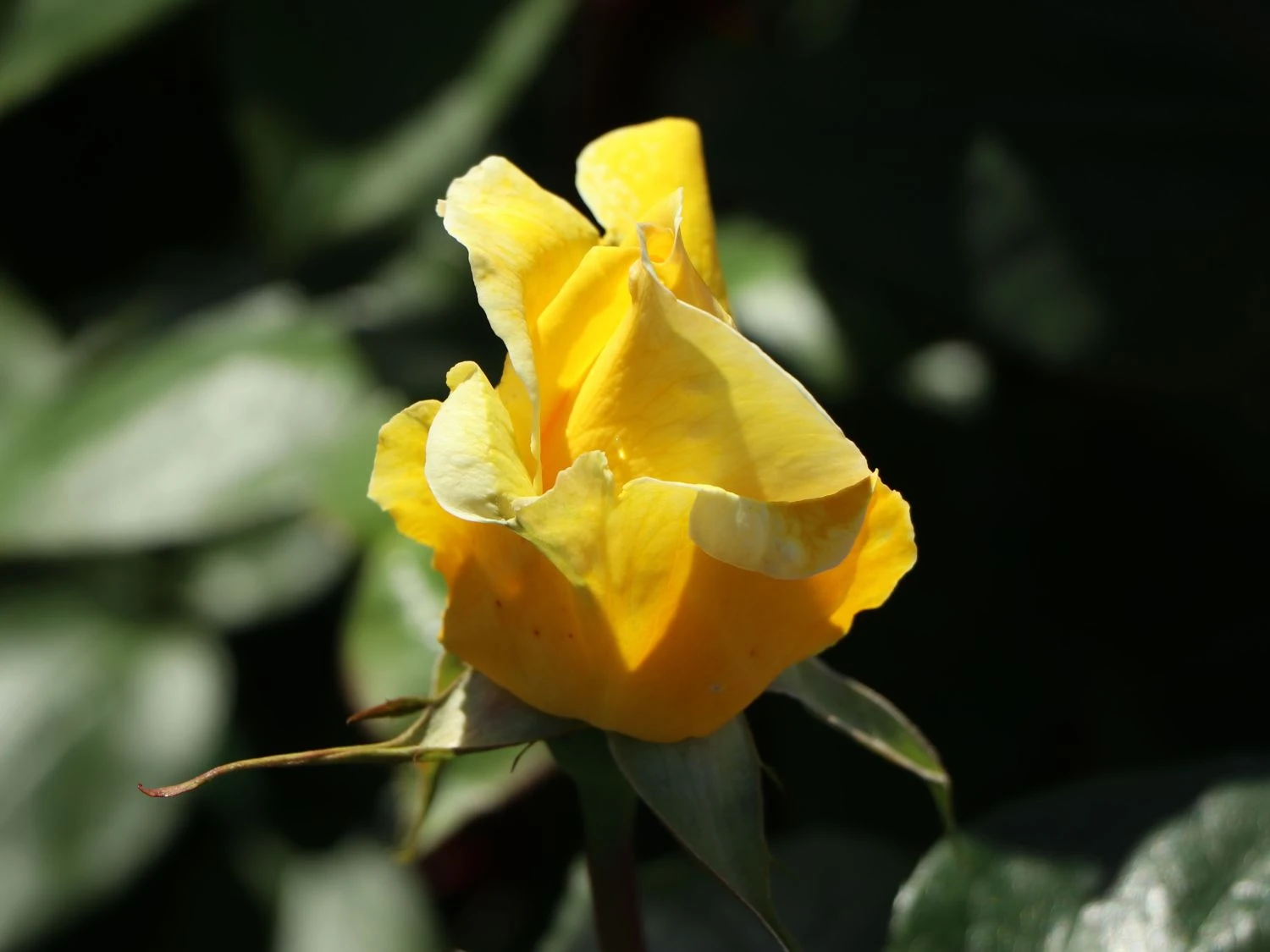 Edelrose 'Duftgold' ® 9 Edelrose 'Duftgold' ® – Bild 9