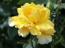 Edelrose 'Duftgold' ® 15 Edelrose 'Duftgold' ® -Edelrosen Geschaft edelrose duftgold m005884 w 1