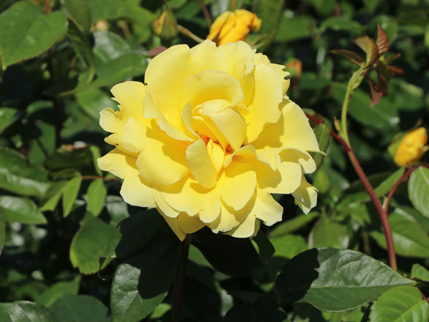 Edelrose 'Duftgold' ® 5 Edelrose 'Duftgold' ® – Bild 5