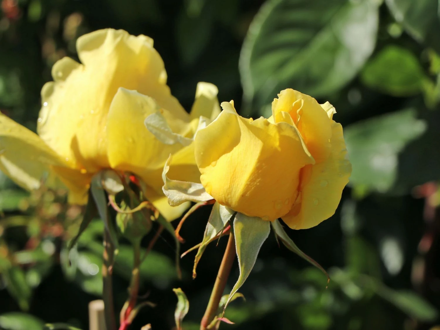 Edelrose 'Duftgold' ® 6 Edelrose 'Duftgold' ® – Bild 6