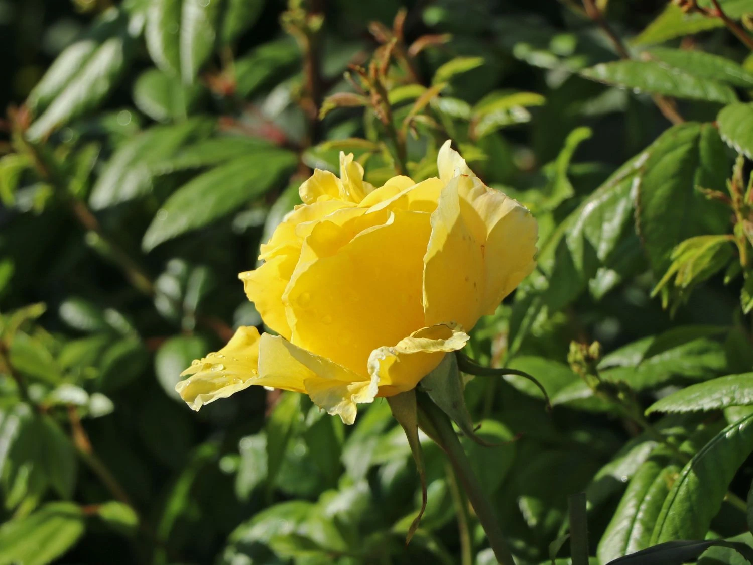 Edelrose 'Duftgold' ® 2 Edelrose 'Duftgold' ® – Bild 2