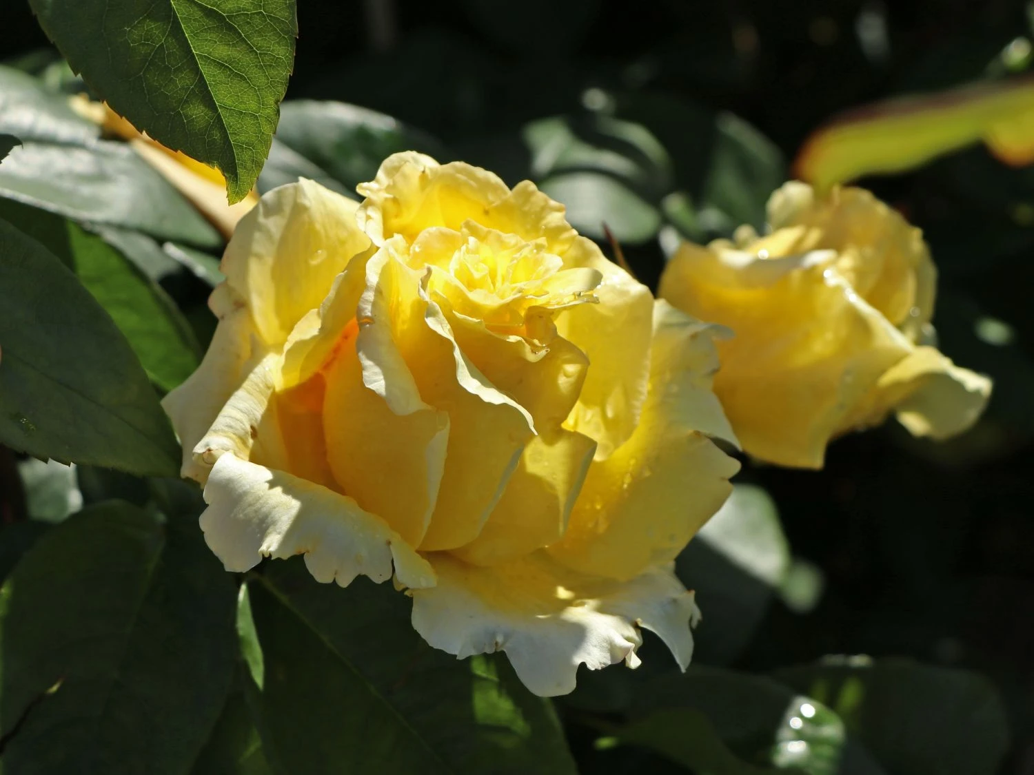 Edelrose 'Duftgold' ® 3 Edelrose 'Duftgold' ® – Bild 3