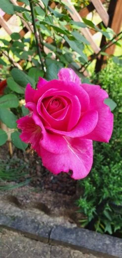 Edelrose 'Duftrausch' ® -Edelrosen Geschaft edelrose duftrausch m005888 973143 0