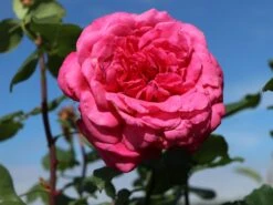 Edelrose 'Duftrausch' ® -Edelrosen Geschaft edelrose duftrausch m005888 w 3