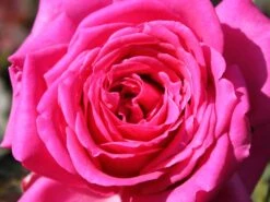 Edelrose 'Duftrausch' ® -Edelrosen Geschaft edelrose duftrausch m005888 w 5