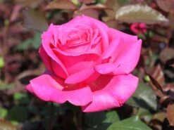 Edelrose 'Duftrausch' ® -Edelrosen Geschaft edelrose duftrausch m005888 w 7