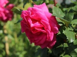 Edelrose 'Duftrausch' ® -Edelrosen Geschaft edelrose duftrausch m005888 w 8
