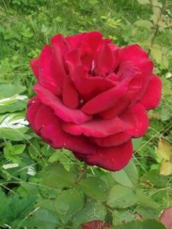 Edelrose 'Duftzauber 84' ® -Edelrosen Geschaft edelrose duftzauber 84 m002800 430730 1