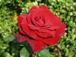 Edelrose 'Duftzauber 84' ®