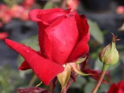 Edelrose 'Duftzauber 84' ® -Edelrosen Geschaft edelrose duftzauber 84 m002800 w 0