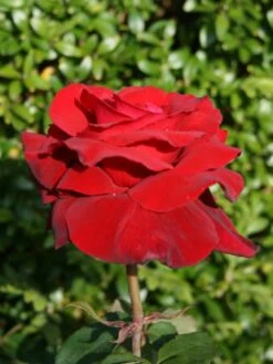 Edelrose 'Duftzauber 84' ® -Edelrosen Geschaft edelrose duftzauber 84 m002800 w 1