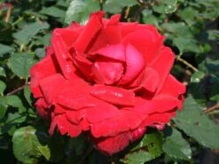 Edelrose 'Duftzauber 84' ® -Edelrosen Geschaft edelrose duftzauber 84 m002800 w 2