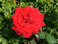 Edelrose 'Duftzauber 84' ® -Edelrosen Geschaft edelrose duftzauber 84 m002800 w 3