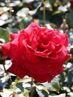 Edelrose 'Duftzauber 84' ® -Edelrosen Geschaft edelrose duftzauber 84 m002800 w 5