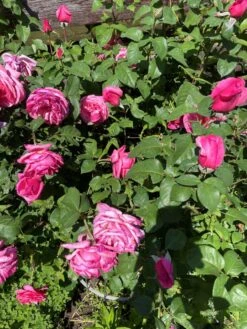 Edelrose 'Elbflorenz' 24 Edelrose 'Elbflorenz' -Edelrosen Geschaft edelrose elbflorenz m052840 193676 0