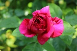 Edelrose 'Elbflorenz' 25 Edelrose 'Elbflorenz' -Edelrosen Geschaft edelrose elbflorenz m052840 772888 1