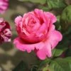 Edelrose 'Elbflorenz'