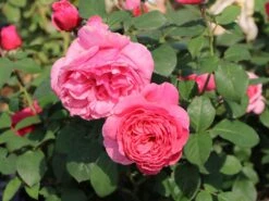 Edelrose 'Elbflorenz' 17 Edelrose 'Elbflorenz' -Edelrosen Geschaft edelrose elbflorenz m052840 w 0 1